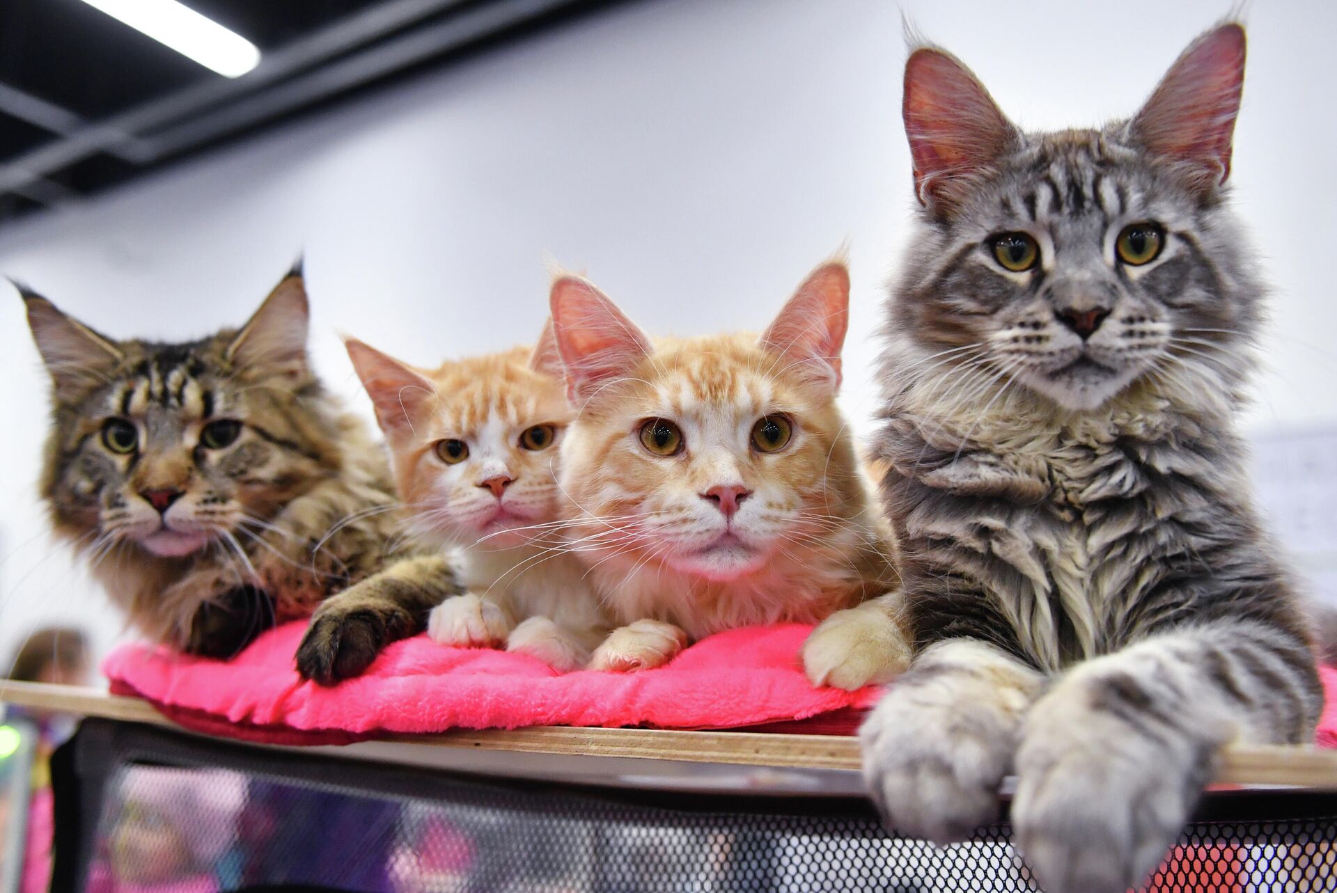 Котята мейн-кун на выставке КоШарики в Москве - РИА Новости, 1920, 06.11.2020